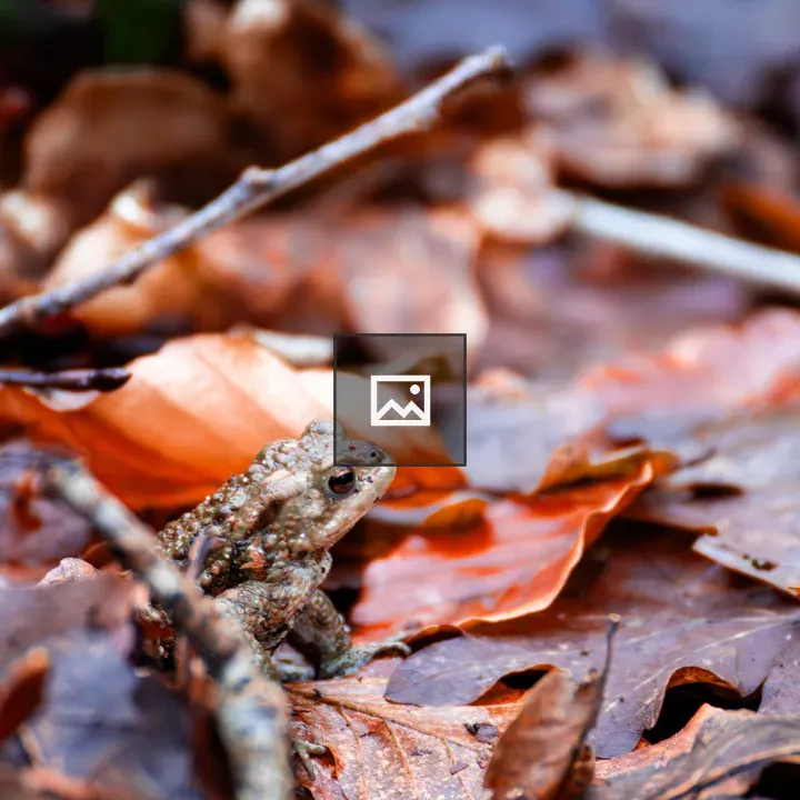Common toad among autumn leaves