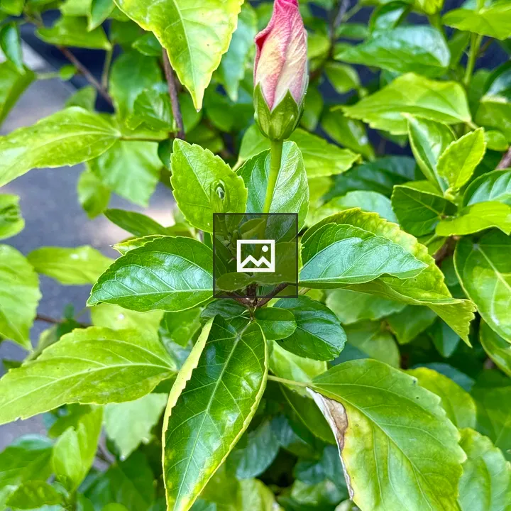 Hibiscus bud in leaves