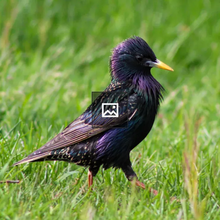 European Starling in Buffalo