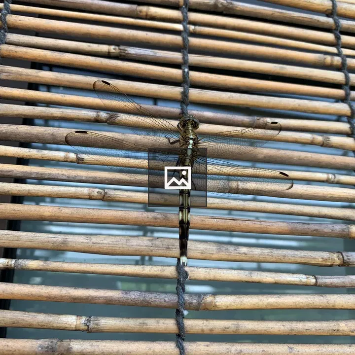 Dragonfly on Bamboo Screen