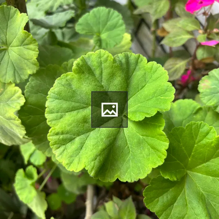 Close-up of green scalloped leaves