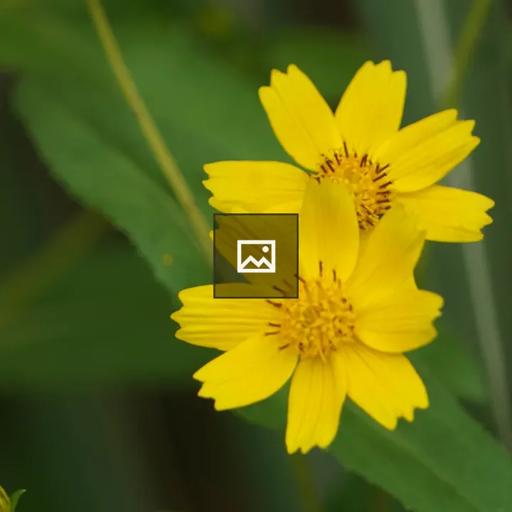 Close-up of yellow daisies