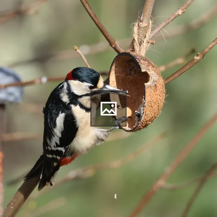 Great spotted woodpecker on branch