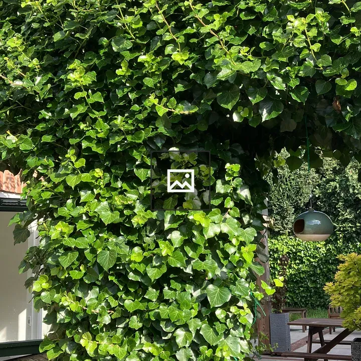 Ivy Archway with Birdhouse