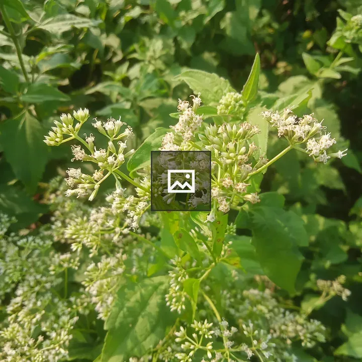 Small white flowers