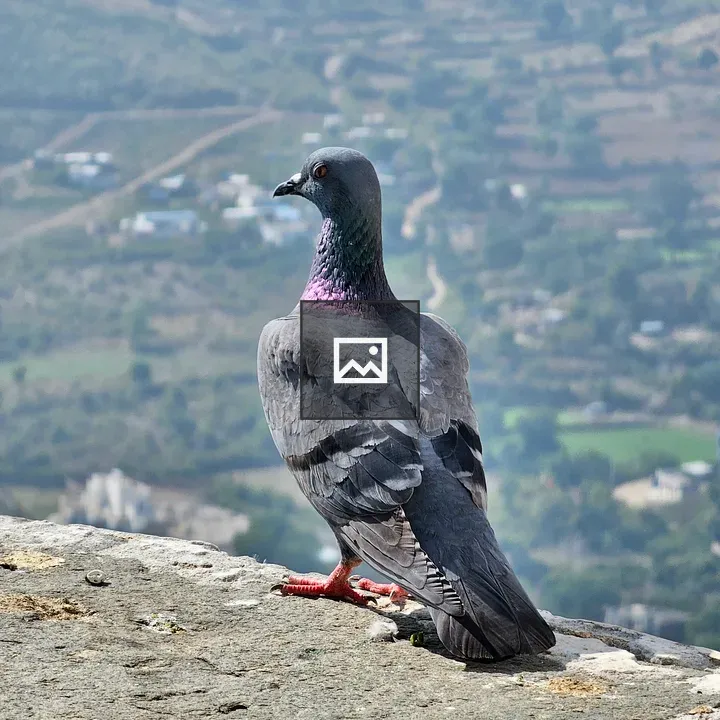 Pigeon on Stone Wall