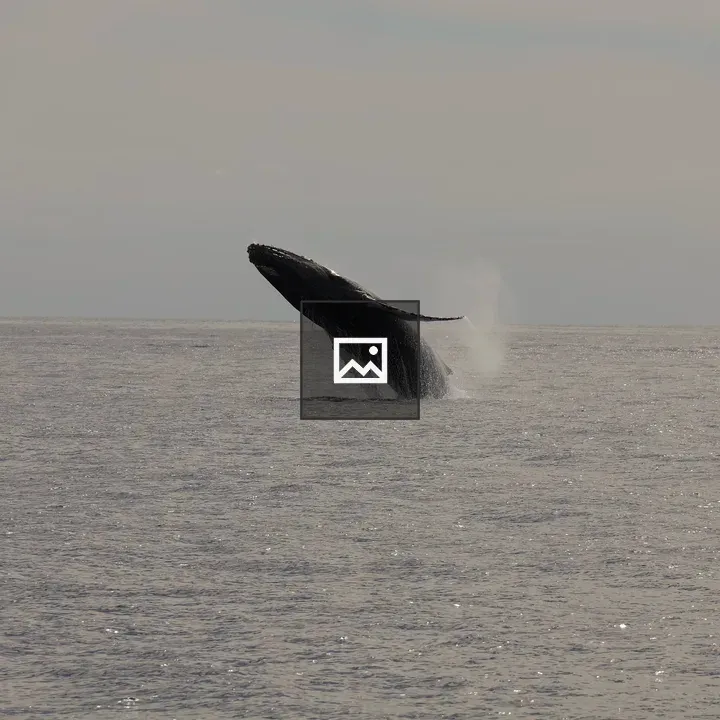 Whale Jumping in Ocean