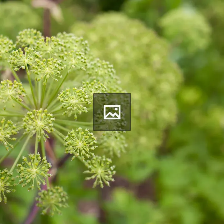 Star burst flowers on lime background