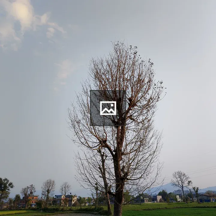 Bare Tree in Open Field