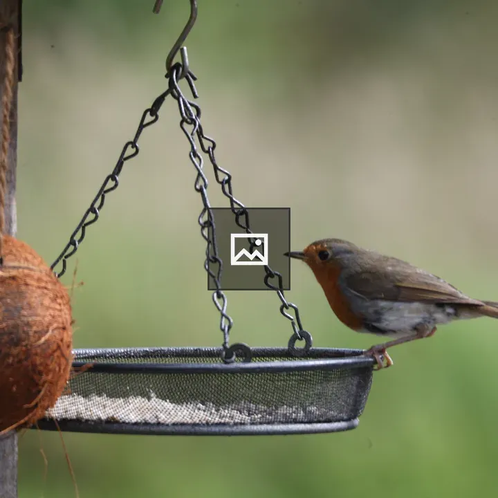 Robin on feeding basket beside coconut shell