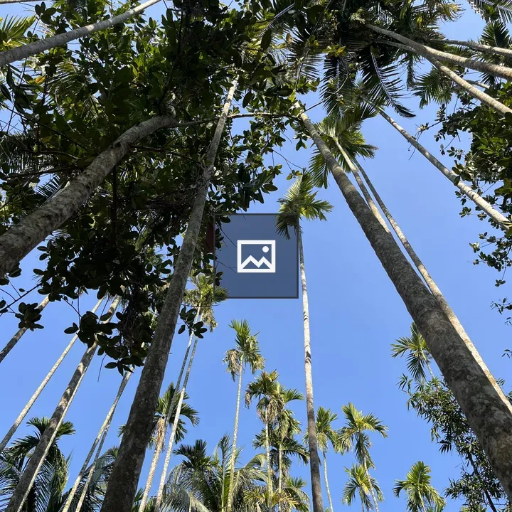 Palm trees Reach Skyward