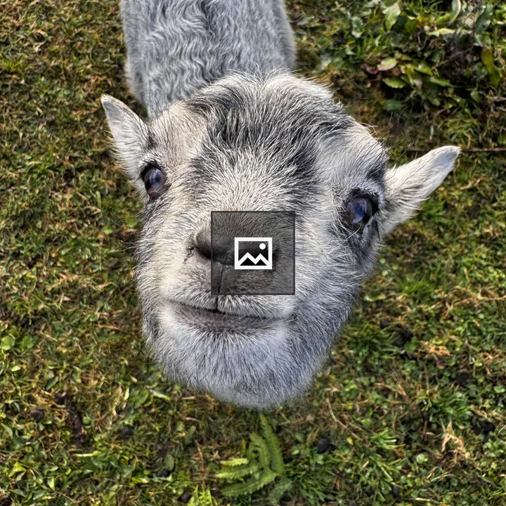 Goat Looking Up Over Green Grass