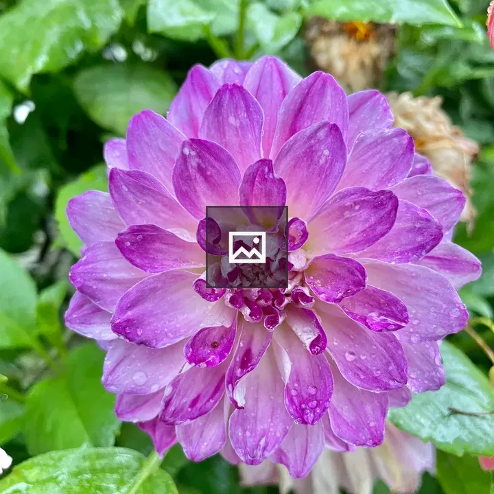 Dahlia Flower After A Drizzle