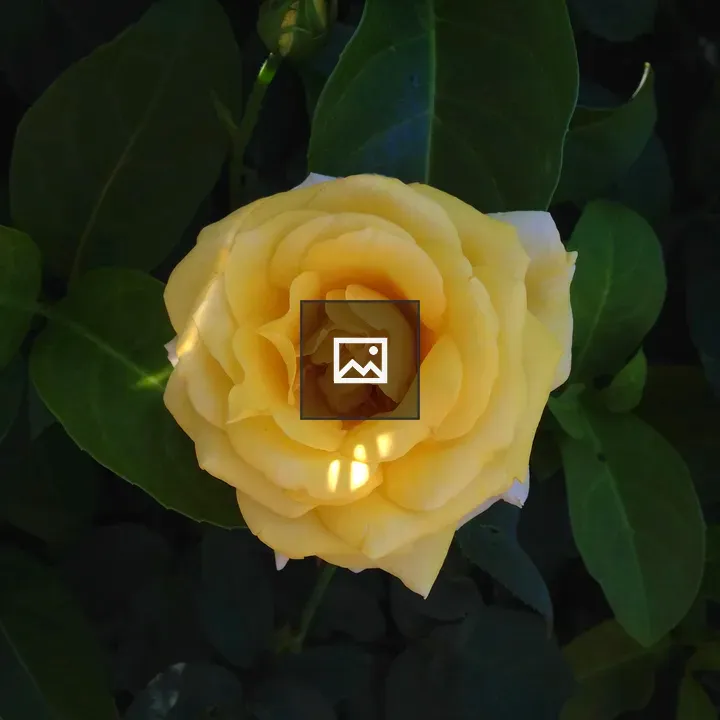 Yellow rose blooming