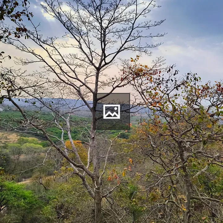 Leafless trees against cloudy sky