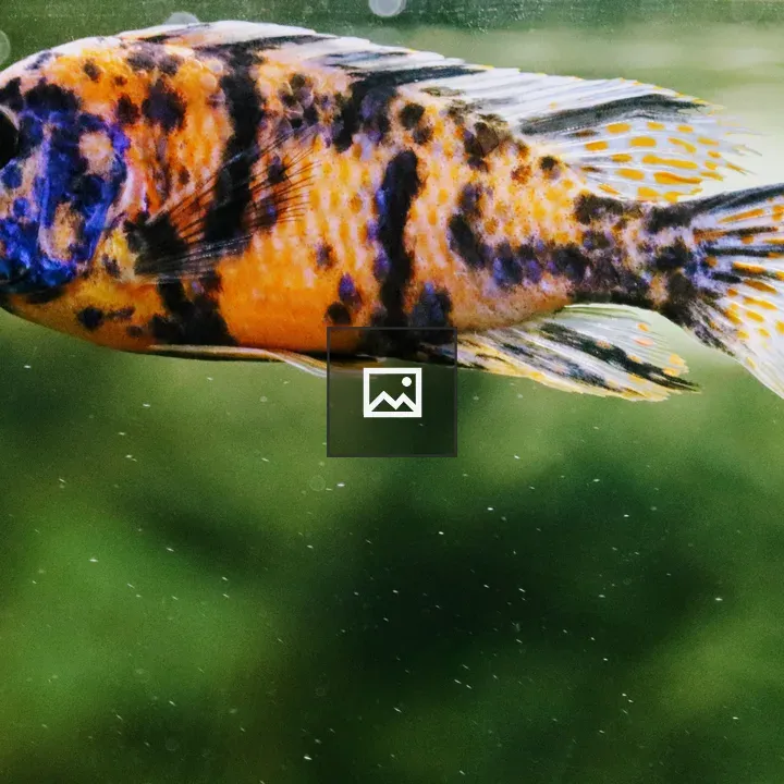 Fish in the pot