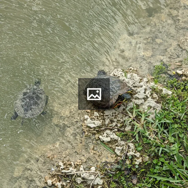 Turtles Swimming in Water