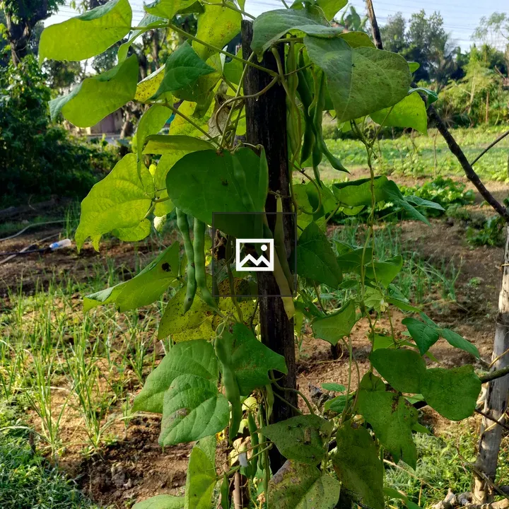 Green bean plant climbing