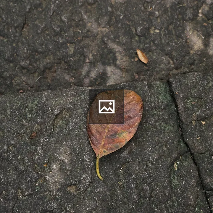 Dry leaf on dark stone