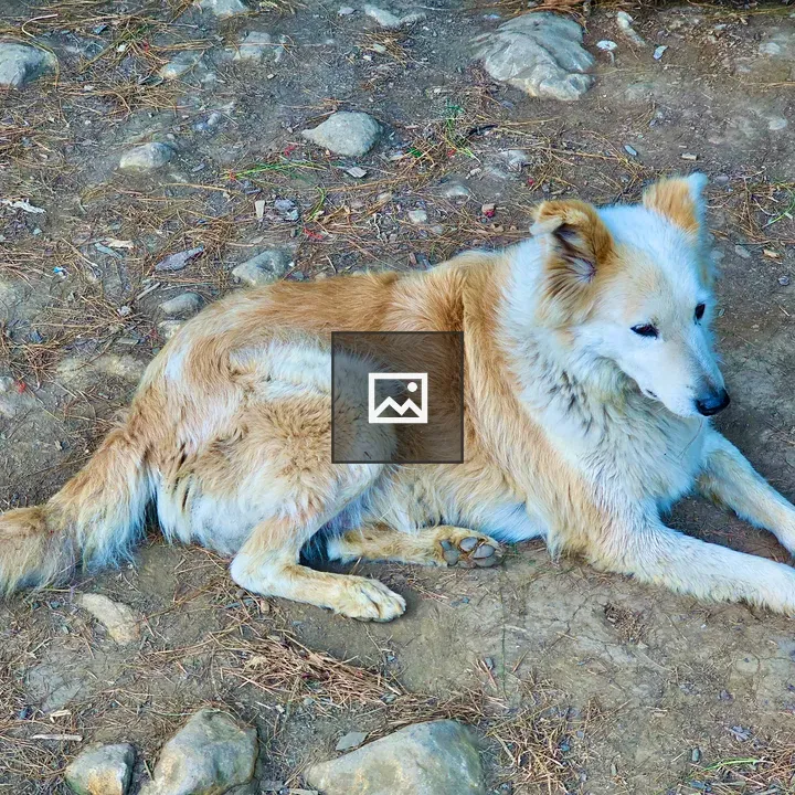 Dog lying on rocky terrain
