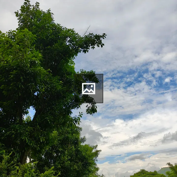 Lush Green Landscape with Tall Trees