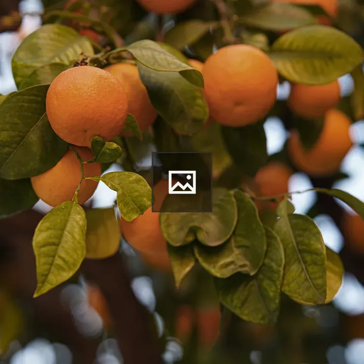 Oranges on a Tree Bough