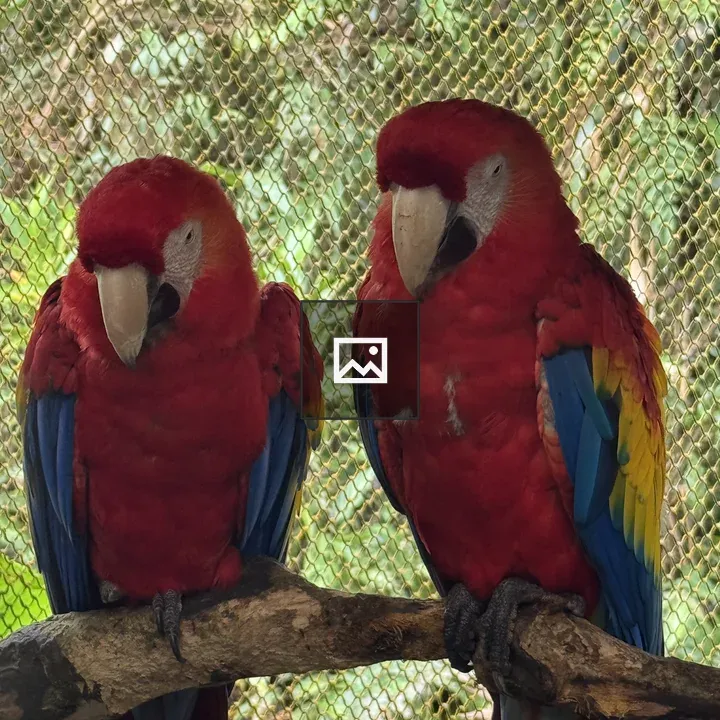 Scarlet macaws on a branch