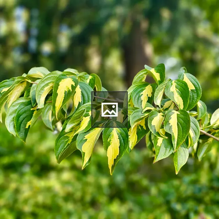 Green and yellow variegated leaf branch