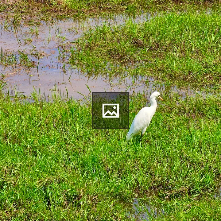 Egret Waiting for Catch