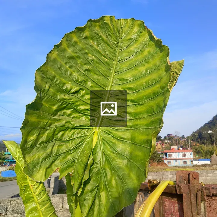 Green Leaf with Veins