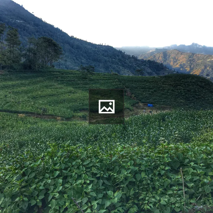 Green Tea Garden in Bhotechaur