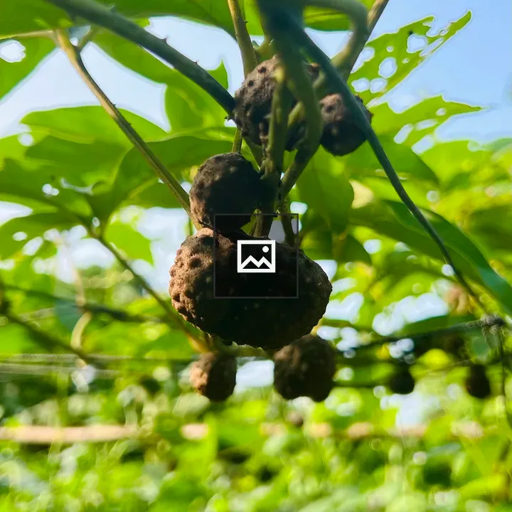 Green radishes hanging