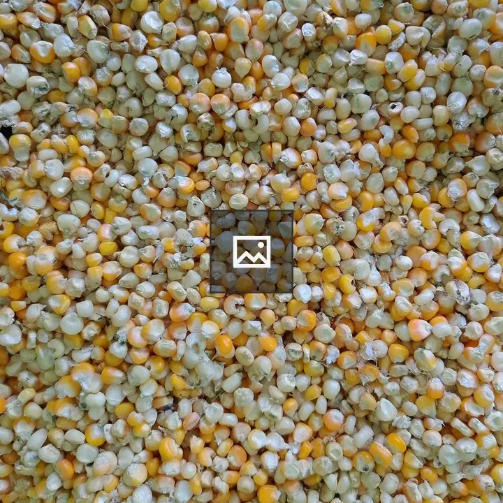 Corn kernels close-up