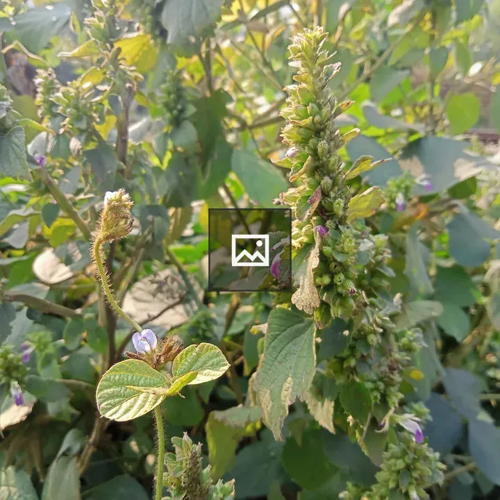 Close-up Green Plant with Purple Flowers