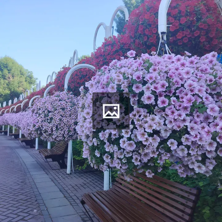 Hanging baskets with purple flowers