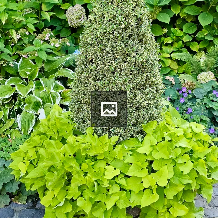 Cone-shaped shrub with green groundcover