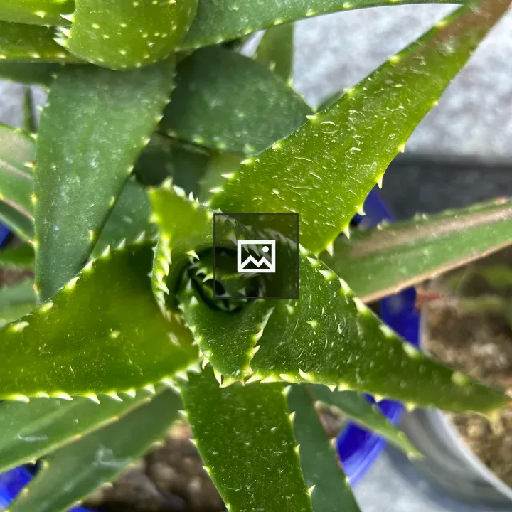 Close-up Green Succulent