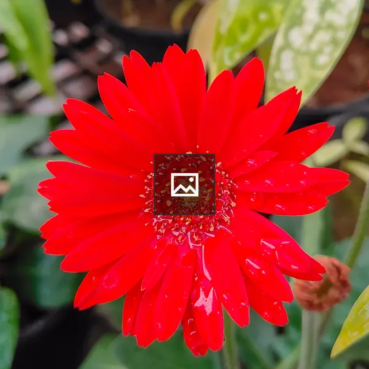 Red Flower with Radiant Petals