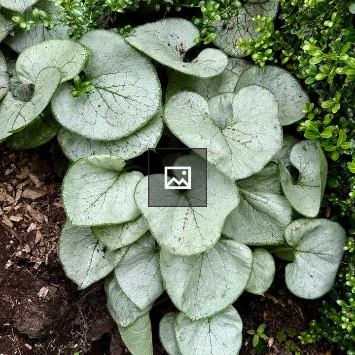 Heart-shaped Silver Leaves