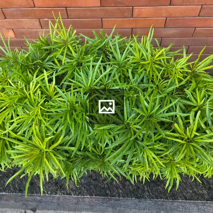 Green Macrophylus Plant Arrangement