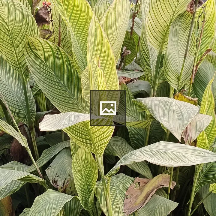 Close-up Green Foliage