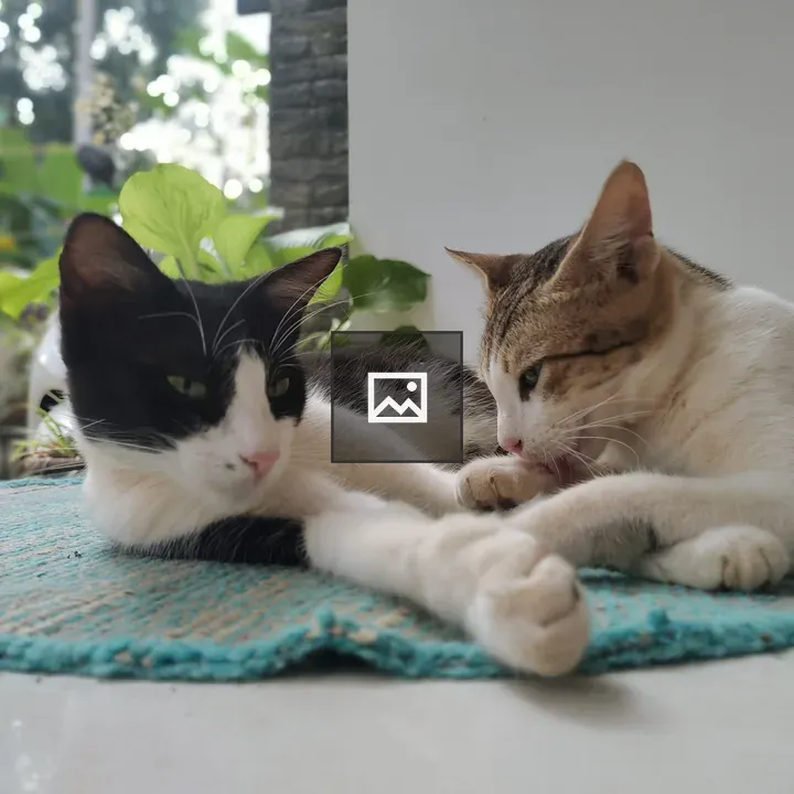Two cats on blue mat