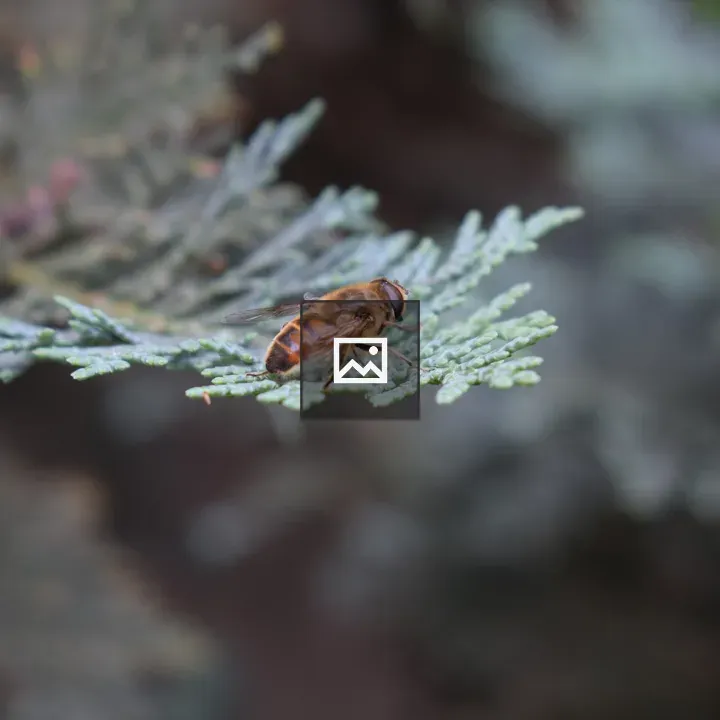 Bee on Pine Needle