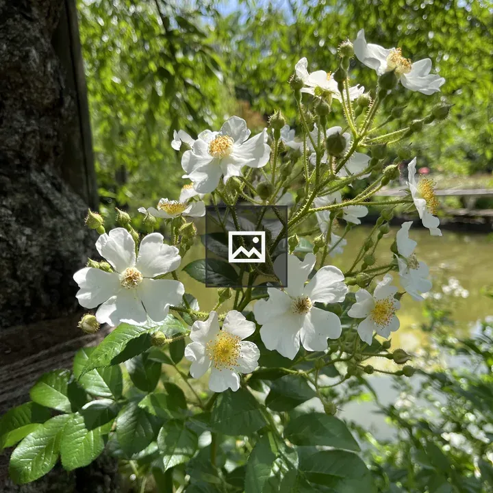 Rose flower with green leaves