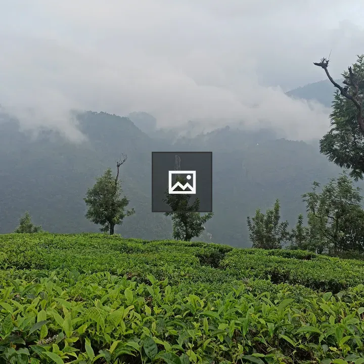 Tea garden on misty mountain