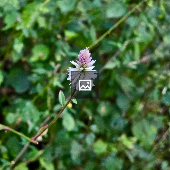 Wildflower near Elephanta Caves