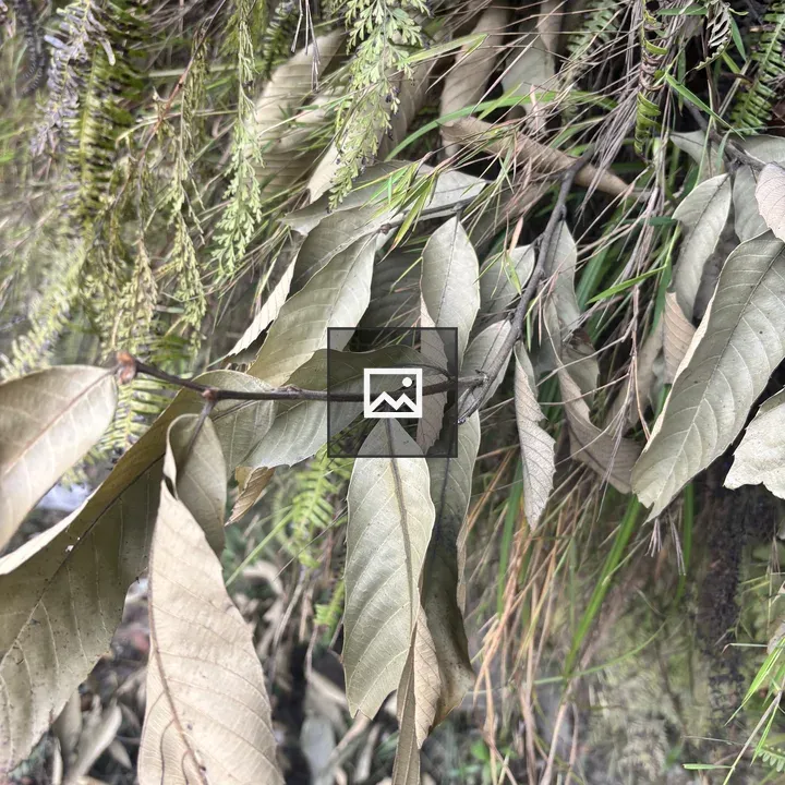Close-up of Leaves Variety