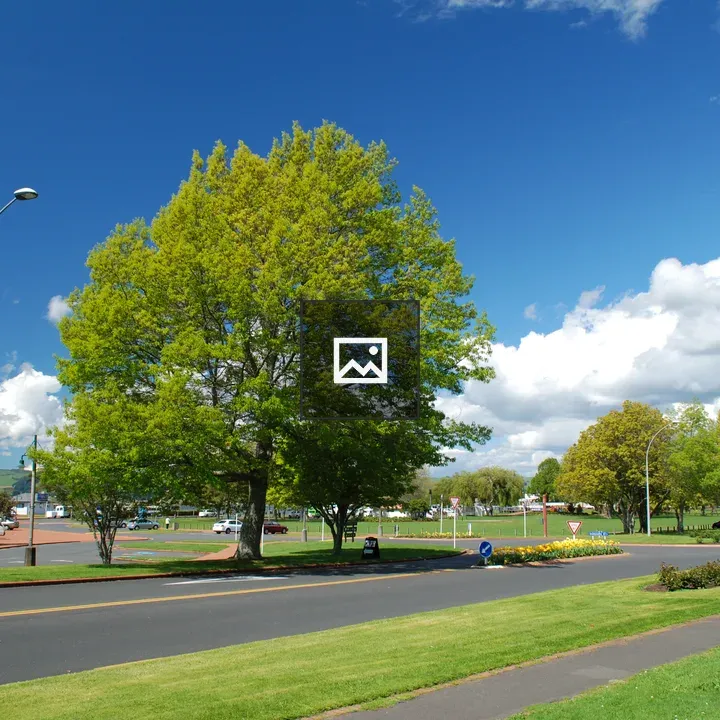 Green tree beside the road