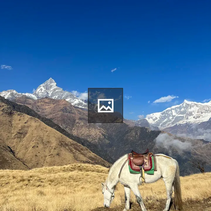 White horse with saddle grazing