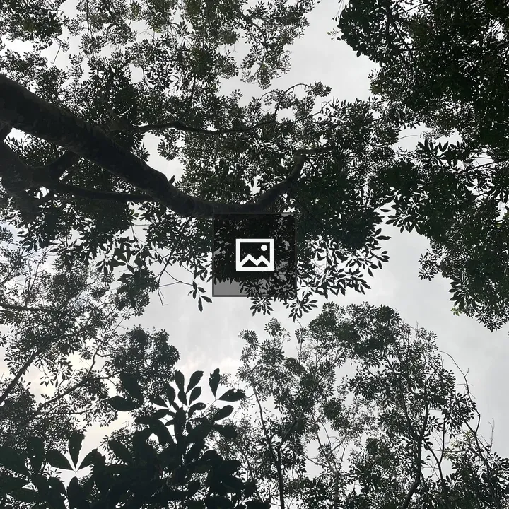 Rubber Trees at Dusk